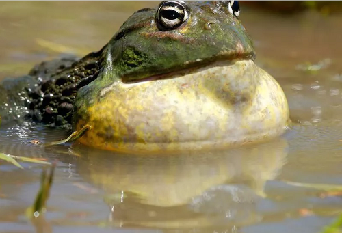 Thịt ễnh ương Namibian. Một số quốc gia tại châu Phi rất chuộng thịt ếch, đặc biệt là ếch đực Namibia căng mọng, thịt mẩy. Điều đáng sợ là thịt loại lưỡng cư này chứa chất độc. Chất độc có ở ếch non chưa giao phối. Tiêu thụ chất này, bạn có thể đối diện tình trạng suy thận, thậm chí là tử vong.