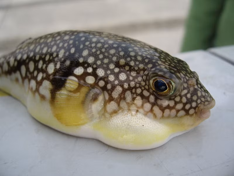 Các đầu bếp phải trải qua nhiều năm đào tạo mới được giấy phép chế biến cá nóc; bất chấp những biện pháp phòng ngừa, hàng năm có rất nhiều người chết vì món ngon kịch độc này.