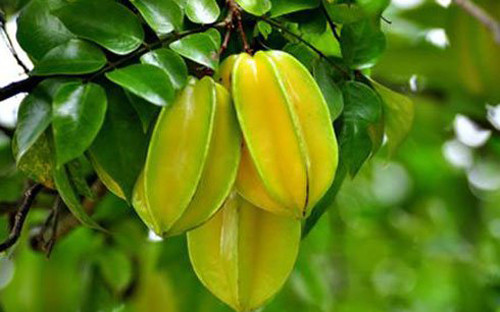 Các triệu chứng ngộ độc caramboxin sau khi ăn khế bao gồm: Nấc cụt, nôn mửa, co giật, động kinh, tâm thần hoảng loạn… Một số trường hợp mất mạng do ăn khế ở những người suy thận đã được ghi nhận. Ngoài ra, khế chứa lượng acid oxalic khá cao so với các loại trái cây khác. Acid oxalic được xem là chất phản dinh dưỡng.