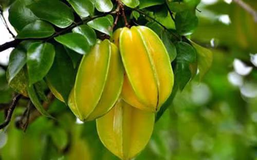 Các triệu chứng ngộ độc caramboxin sau khi ăn khế bao gồm: Nấc cụt, nôn mửa, co giật, động kinh, tâm thần hoảng loạn… Một số trường hợp mất mạng do ăn khế ở những người suy thận đã được ghi nhận. Ngoài ra, khế chứa lượng acid oxalic khá cao so với các loại trái cây khác. Acid oxalic được xem là chất phản dinh dưỡng.