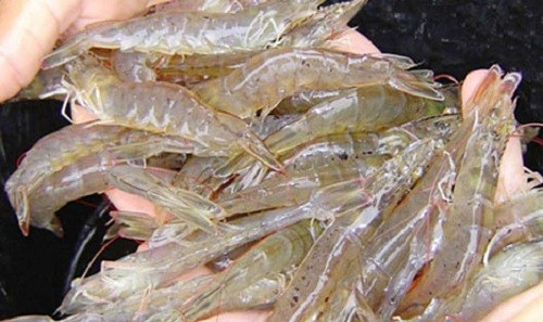 Quan sát thân tôm. Tôm tươi toàn thân trong suốt, vỏ sáng bóng, không có đốm hay sọc đen, thoảng mùi nước biển, thịt có độ dẻo và đàn hồi tốt. Nếu tôm còn sống, chân chèo của tôm nằm sát, gắn chặt hai bên thân.