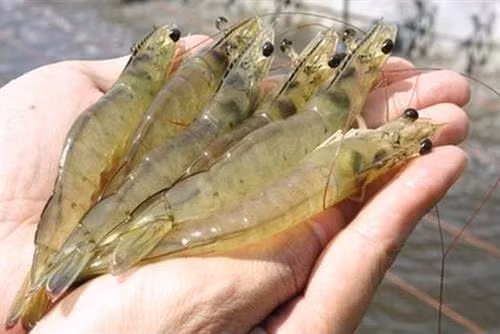 Quan sát đuôi tôm. Tôm tươi có phần đuôi xếp lại với nhau. Nếu phần đuôi xòe ra thì chứng tỏ tôm bị bơm hóa chất hoặc tiêm nước để tôm mập, tăng trọng lượng.