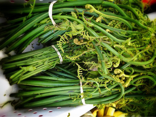 Đặc biệt, phần chồi rau dớn chứa lượng protopteroside cao gấp 10 lần rễ, ăn nhiều sẽ tăng khả năng gây ung thư. Rau dớn thu hoạch rộ vào mùa hè. Mặc dù là loại rau theo mùa song vì những lý do trên, bạn nên hạn chế tiêu thụ loại rau này.