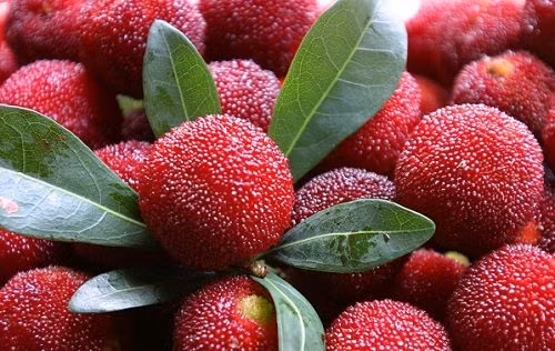 Thanh mai. Thanh mai có vị chua ngọt, màu đỏ kích thích vị giác, thường ăn trực tiếp hoặc ngâm rượu. Mặc dù tốt cho sức khỏe song bạn cần cảnh giác khi ăn thanh mai.