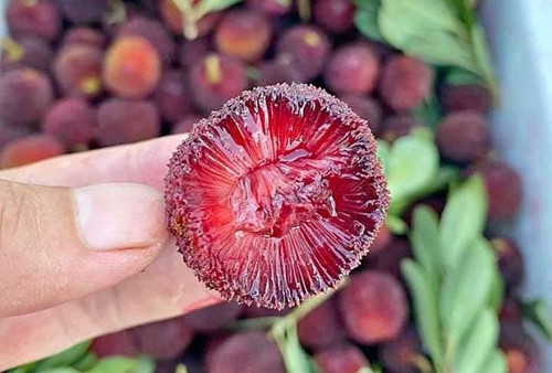 Bên cạnh đó, thanh mai khá xốp, nhiều khe hở nhỏ nên khó làm sạch. Ngay cả những quả không chứa ấu trùng, bạn cũng nên hạn chế cho trẻ nhỏ ăn. Nguyên nhân bởi loại quả này thu hút nhiều sâu bọ, người trồng có thể sử dụng hóa chất để bảo vệ. Sử dụng quả tồn dư thuốc trừ sâu sẽ rất có hại cho sức khỏe.