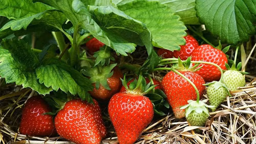 Dâu tây. Dâu tây là trái cây có giá trị dinh dưỡng cao, vị hấp dẫn được nhiều người ưa thích. Vậy nhưng, quá trình sinh trưởng và cấu tạo khiến dâu tây được xếp vào top những loại quả dễ chứa kí sinh trùng. Theo đó, dâu tây không có lớp vỏ bảo vệ, bề mặt quả có nhiều hạt nhỏ, chất bẩn dễ tích tụ song lại khó làm sạch. (Ảnh minh họa)