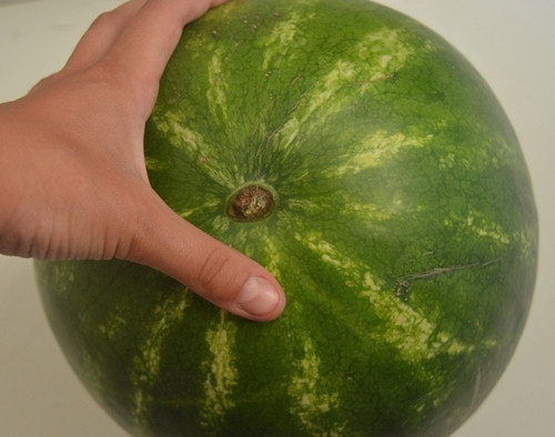 Quan sát “rốn” dưa khô, nhỏ cũng là kinh nghiệm chọn dưa được nhiều người áp dụng. Thật vậy, dưa hấu có phần rốn xanh và tươi thường chưa đạt độ trưởng thành.