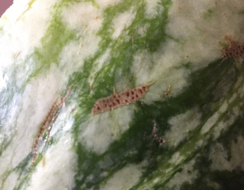 Ngoài ra, vỏ dưa có những “vết sẹo” màu be như này cũng là gợi ý giúp bạn chọn dưa ngon. Những “vết sẹo” trên phần vỏ nhẵn bóng là kết quả do ong châm. Người trồng dưa lâu năm cho biết bình thường chúng sẽ rất ngọt.