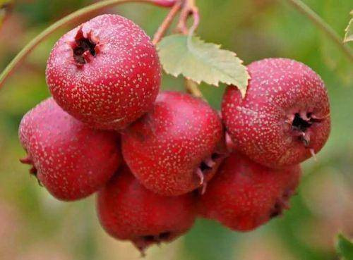  "3 chua" dưỡng gan: Táo gai. Theo y học cổ truyền, táo gai có vị chua ngọt, tính ôn, giúp kiện vị, hỗ trợ tiêu hóa, có tác dụng tốt trong việc giảm chứng khó tiêu. Đặc biệt, người có vấn đề về gan có thể sử dụng táo gai để dưỡng gan, bảo vệ chức năng gan.