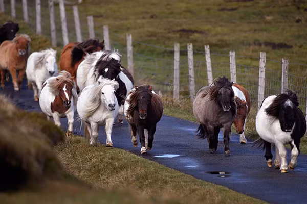 Đàn ngựa thỏa sức chạy trên đường ở đảo Foula hôm 1/10/2016.