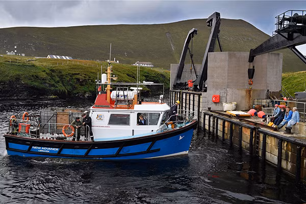 Con phà New Advance rời cảng chở những chú ngựa của gia đình Grear đem đi bán ở chợ trên đảo Shetland hôm 1/10/2016.