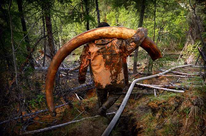 Chiếc ngà voi ma mút nặng 65 kg và có giá trị lên tới 34.000 USD này được chụp vào lúc sau khi nó được lấy ra từ tầng đất bị đóng băng. Hai người đàn ông đã tìm thấy thêm 3 chiếc ngà voi khác chỉ trong hơn một tuần, trong đó có chiếc nặng tới 72 kg.