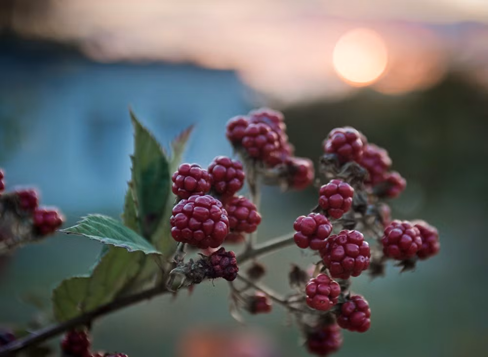 Những quả mâm xôi sai trĩu trên cây ở làng Nauchny Bakhachisarai vào mùa thu.