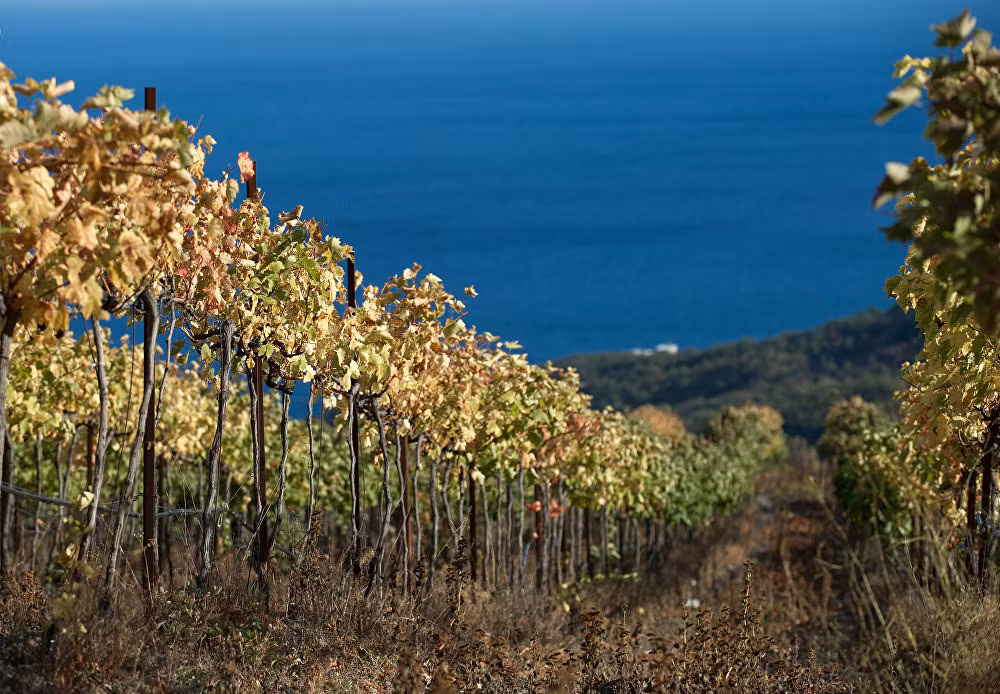Vườn nho gần làng Luzurnoye ở Crimea.