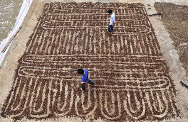 Để đáp ứng nhu cầu tiêu thụ khổng lồ tại đất nước đông dân nhất thế giới, 35.000 nhà máy, công xưởng chế biến thực phẩm đã mọc lên khắp mọi miền Trung Quốc. Ảnh: Hai thanh niên dùng chân trần để gạt hạt cà phê ở Chengmai, Hải Nam.