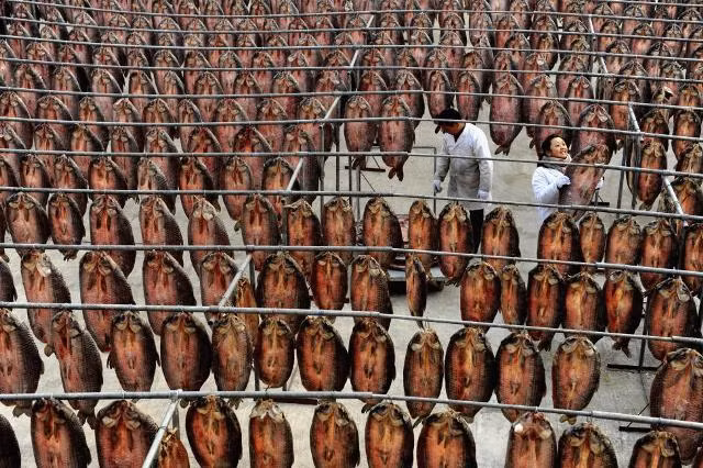 Theo Business Insider, ngành chế biến thực phẩm của Trung Quốc trong năm 2014 ước tính đạt doanh thu 2.000 tỷ USD. Ảnh: Các công nhân phơi cá khô tại một xưởng chế biến ở ngoại ô Hàng Châu, Chiết Giang.