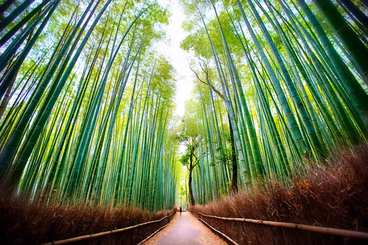 Rừng tre Sagano ở Kyoto được coi là một trong những khu rừng đẹp nhất thế giới. Đến đây, du khách không được ngắm nhìn vẻ đẹp lãng mạn của những rặng tre thẳng tắp mà còn được nghe những âm thanh được tạo nên từ tiếng gió lao xao, rì rào thổi qua rừng tre.