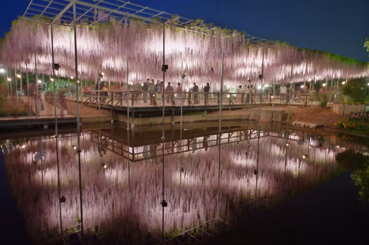 Hoa viên Hoa viên Ashikaga, thuộc tỉnh Tochigi là một trong những công viên đẹp bậc nhất ở Nhật Bản với vẻ lộng lẫy của hoa tử đằng.