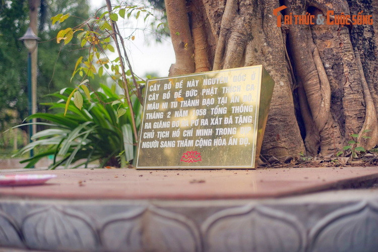 Bởi vậy, từ nhiều đời nay, người Việt Nam nói riêng và người Á Đông nói chung luôn coi loài cây này là biểu trưng của trí tuệ và tinh thần khoan dung của Phật giáo.