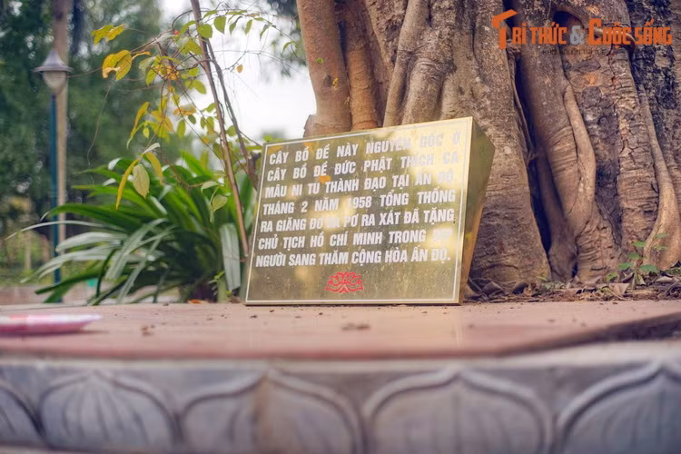 Bởi vậy, từ nhiều đời nay, người Việt Nam nói riêng và người Á Đông nói chung luôn coi loài cây này là biểu trưng của trí tuệ và tinh thần khoan dung của Phật giáo.