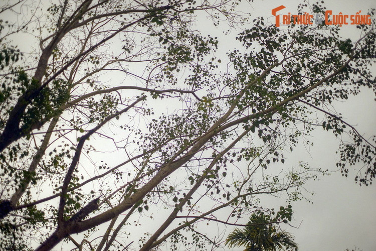 Tán cây vươn rộng, xanh tốt.