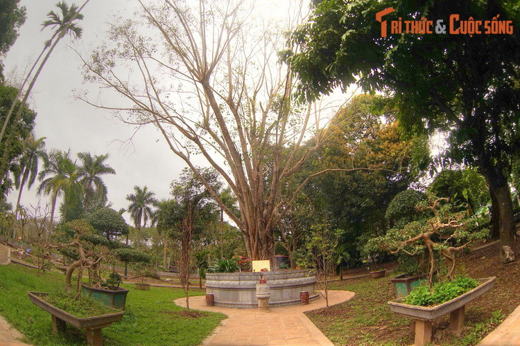 Đó là cây bồ đề được tách từ cội cây nơi Phật Thích Ca đắc đạo, do Tổng thống Ấn Độ Rajendra Prasad tặng Chủ tịch Hồ Chí Minh nhân dịp Người sang thăm Ấn Độ năm 1958.