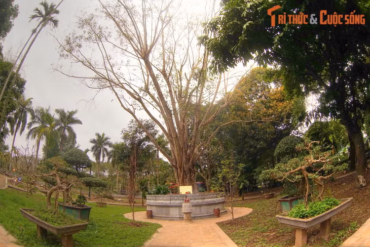 Đó là cây bồ đề được tách từ cội cây nơi Phật Thích Ca đắc đạo, do Tổng thống Ấn Độ Rajendra Prasad tặng Chủ tịch Hồ Chí Minh nhân dịp Người sang thăm Ấn Độ năm 1958.