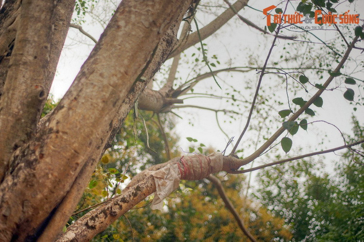 Từ cây bồ đề lịch sử, những nhánh mới tiếp tục chiết tách để trồng ở những nơi khác.