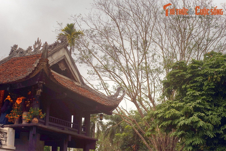 Trên khoảng sân phía sau sau ngôi chùa nổi tiếng cả nước này, có một cây bồ đề mang lịch sử rất đặc biệt.