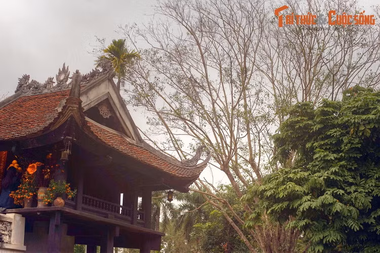 Trên khoảng sân phía sau sau ngôi chùa nổi tiếng cả nước này, có một cây bồ đề mang lịch sử rất đặc biệt.