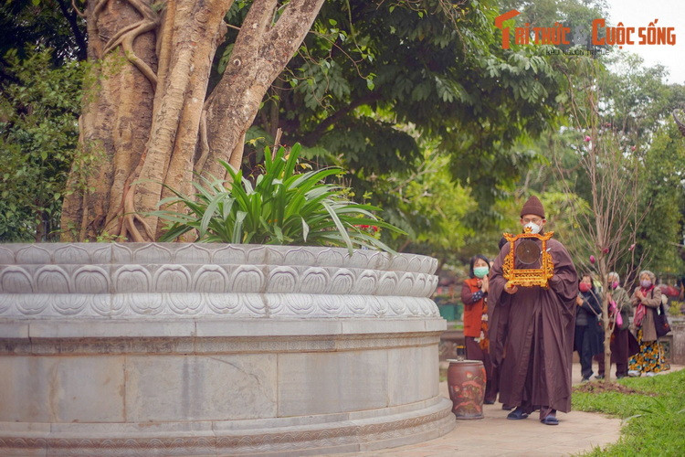 Sau hơn 6 thập niên sinh trưởng ở Hà Nội, cây đã đạt đến vóc dáng cao lớn, với chiều cao khoảng 20 mét, gốc to cỡ ba người ôm.