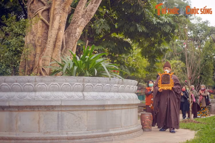 Sau hơn 6 thập niên sinh trưởng ở Hà Nội, cây đã đạt đến vóc dáng cao lớn, với chiều cao khoảng 20 mét, gốc to cỡ ba người ôm.