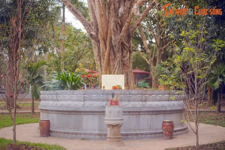 Ngày nay, cây bồ đề do Bác Hồ đưa về từ Ấn Độ là một điểm chiêm bái quan trọng ở chùa Một Cột.