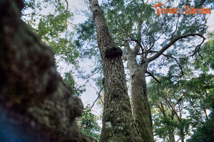 Cây tùng được coi là loài cây đặc trưng của vùng đất Phật Yên Tử (TP Uông Bí, tỉnh Quảng Ninh). Khu danh thắng nổi tiếng cả nước có một khu rừng tùng rộng lớn và một con đường mòn độc đáo đi xuyên qua rừng, được gọi là đường tùng.