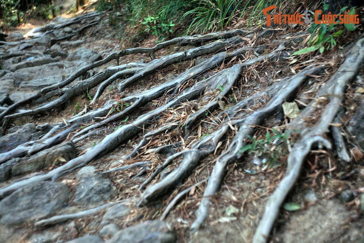 Tương truyền, chính Phật hoàng Trần Nhân Tông là người phát hiện ra giống tùng đỏ rất lạ chỉ có ở Yên Tử. Vị hoàng đế vĩ đại của nhà Trần đã tự tay gây dựng rừng tùng từ cách đây hơn 700 năm.