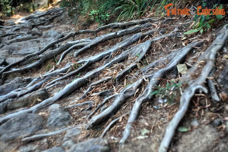 Tương truyền, chính Phật hoàng Trần Nhân Tông là người phát hiện ra giống tùng đỏ rất lạ chỉ có ở Yên Tử. Vị hoàng đế vĩ đại của nhà Trần đã tự tay gây dựng rừng tùng từ cách đây hơn 700 năm.