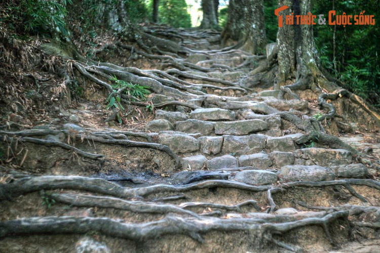 Các cây xích tùng cổ ở Yên Tử có đường kính gốc từ 0,3-1,1 mét, chiều cao từ 5-24 mét. Dọc theo con đường gập ghềnh, những bộ rễ tùng cổ thụ trồi lên khỏi mặt đất, đan quyện với những phiến đá lát đường có tuổi đời hàng thế kỷ.