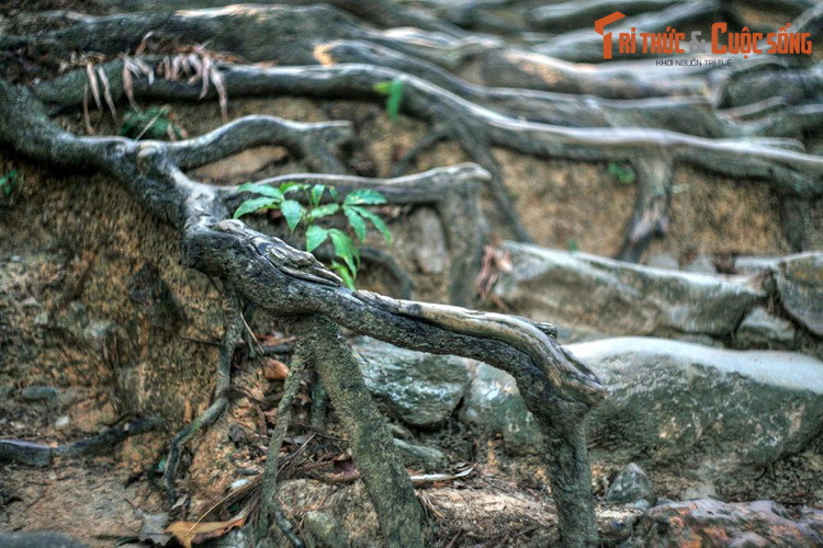 Đi giữa hai hàng xích tùng cổ xưa, khách hành hương có thể vừa tận hưởng hơi thở trong lành của từng núi, vừa tưởng nhớ đến Phật hoàng Trần Nhân Tông, người từng đi lại đến mòn lối trên con đường đặc biệt này