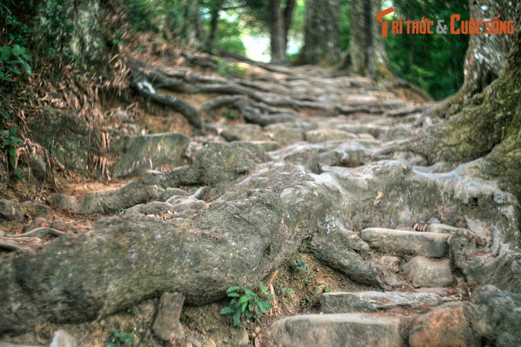 Sự tình cờ của tạo hóa đã biến rễ tùng trở thành bậc thang nâng đỡ bước chân của vô số lượt khách hành hương trong hàng trăn năm qua.