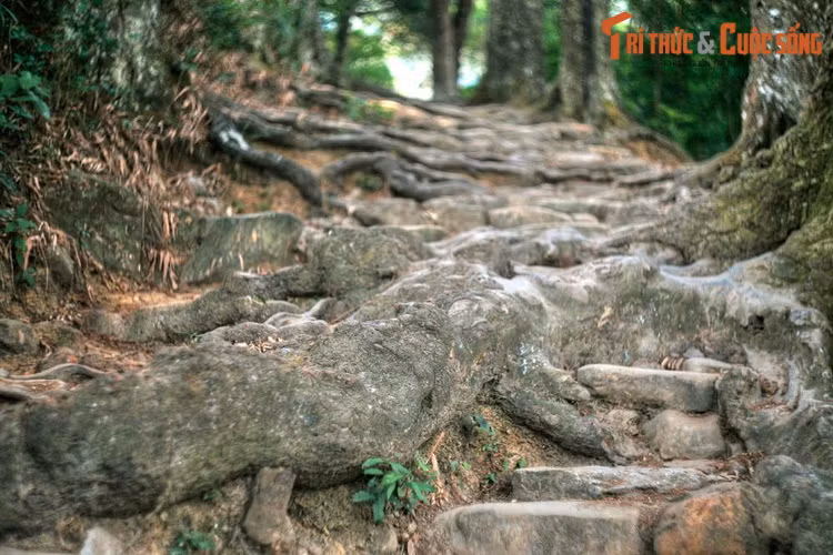 Sự tình cờ của tạo hóa đã biến rễ tùng trở thành bậc thang nâng đỡ bước chân của vô số lượt khách hành hương trong hàng trăn năm qua.