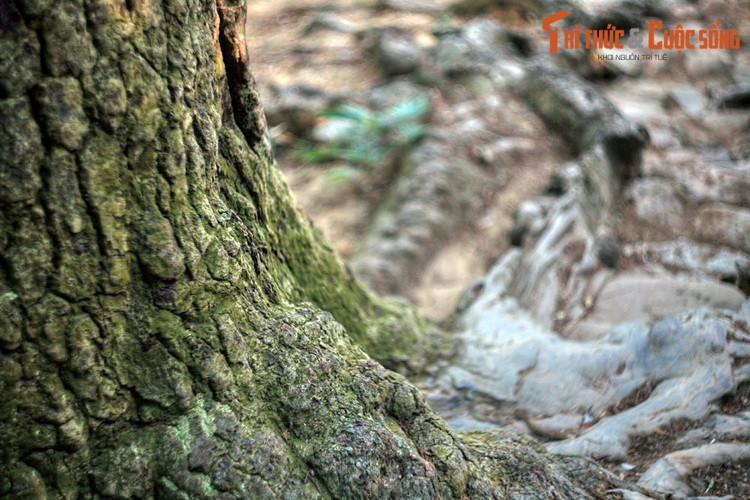 Luôn xanh tốt bốn mùa, sống bền bỉ trong môi trường khắc nghiệt nên tùng cũng là biểu tượng cho khí phách kiên cường, không sợ hiểm nguy trước những thử thách của thiên nhiên và cuộc đời.