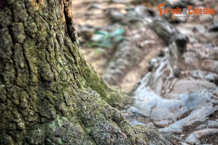 Luôn xanh tốt bốn mùa, sống bền bỉ trong môi trường khắc nghiệt nên tùng cũng là biểu tượng cho khí phách kiên cường, không sợ hiểm nguy trước những thử thách của thiên nhiên và cuộc đời.