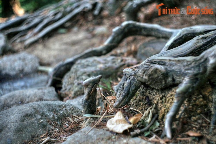 Hình ảnh đường tùng và những cây tùng cổ thụ trên linh sơn Yên Tử gắn liền với cuộc đời sự nghiệp tu hành của Đức vua - Phật hoàng Trần Nhân Tông.