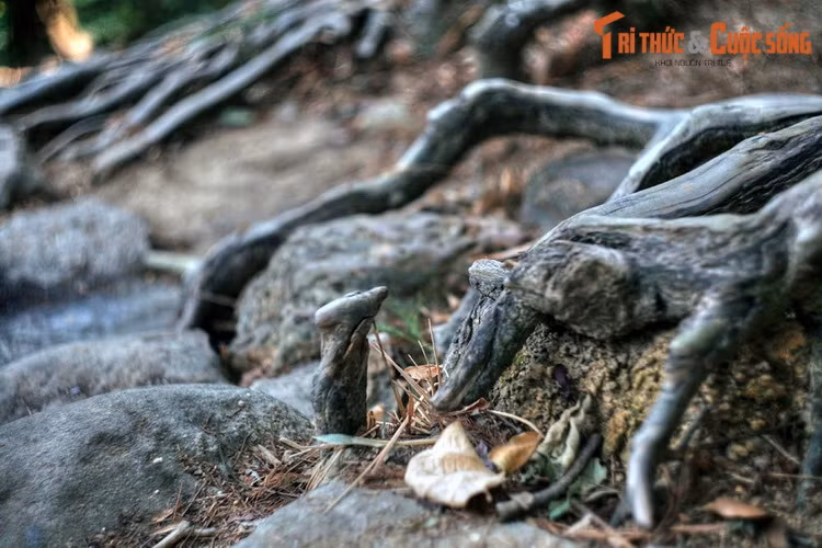 Hình ảnh đường tùng và những cây tùng cổ thụ trên linh sơn Yên Tử gắn liền với cuộc đời sự nghiệp tu hành của Đức vua - Phật hoàng Trần Nhân Tông.