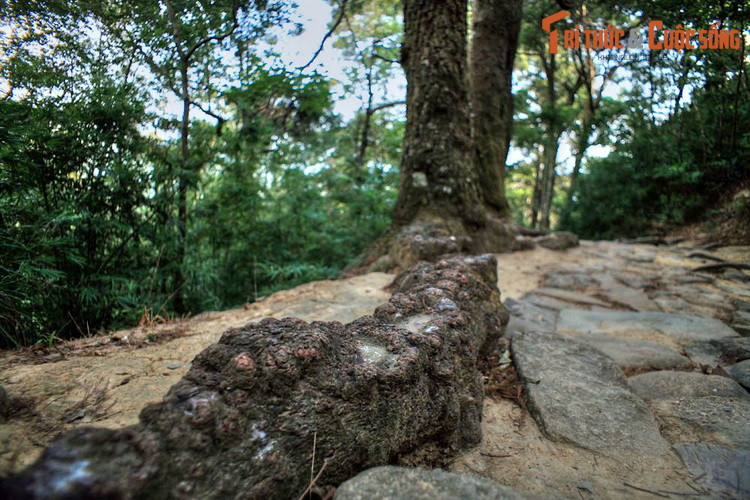 Đối với các thiền sư thời xưa, tùng còn là loài cây thiêng, có khả năng hút linh khí của trời đất. Việc toạ thiền dưới gốc tùng được cho là sẽ làm tăng công năng tu tập của mỗi nhà tu hành.