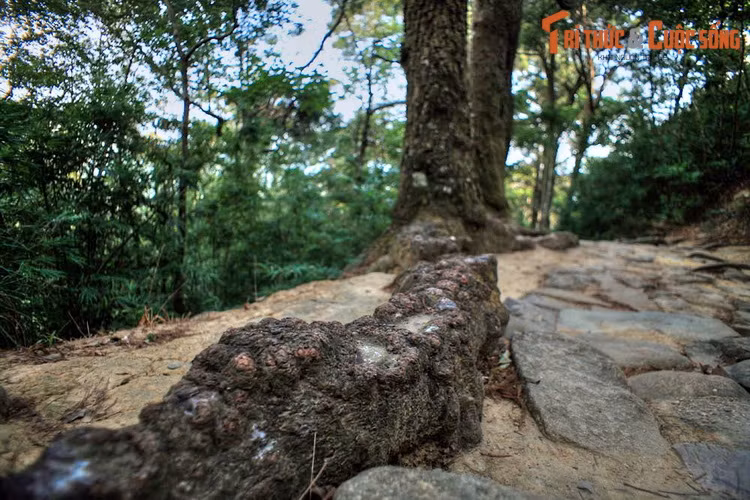 Đối với các thiền sư thời xưa, tùng còn là loài cây thiêng, có khả năng hút linh khí của trời đất. Việc toạ thiền dưới gốc tùng được cho là sẽ làm tăng công năng tu tập của mỗi nhà tu hành.