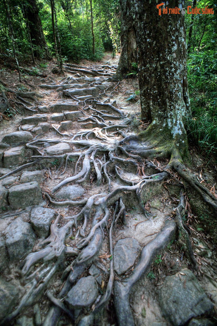 Có thể nói, đường tùng Yên Tử vừa là di sản thiên nhiên, vừa góp phần tạo nên những giá trị văn hóa, tinh thần linh thiêng ở nơi được coi là cái nôi của Phật giáo Việt Nam.