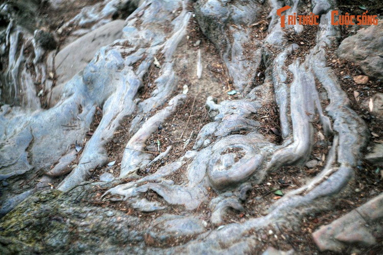 Có những chỗ, rễ cây bị bàn chân của người hành hương bào mòn theo năm tháng, trở nên nhẵn bóng như đá.