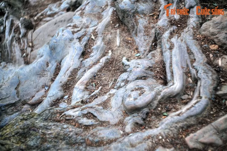 Có những chỗ, rễ cây bị bàn chân của người hành hương bào mòn theo năm tháng, trở nên nhẵn bóng như đá.