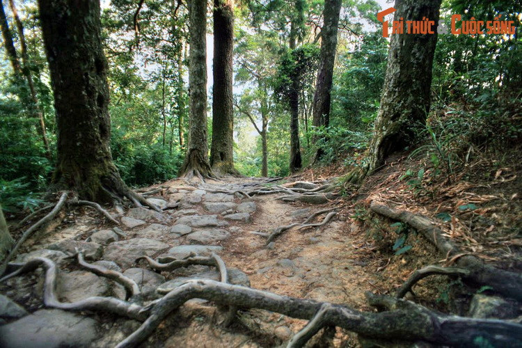 Khu vực đường tùng hiện có khoảng 230 cây xích tùng còn sống, nhiều cây có tuổi thọ trên 700 năm tuổi. Đây được coi là hàng cây trồng cổ nhất Việt Nam. Hiện tại quầy thể tùng được chăm sóc, bảo vệ nghiêm ngặt bởi Ban Quản lý Di tích và Rừng quốc gia Yên Tử.